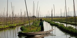 giardini-fluttuanti-michelapasquali-da-articolo-manifesto-inle-lake-burma-floating-gardens-4