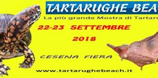 Tartarughe Beach 2018