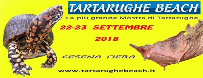 Tartarughe Beach 2018